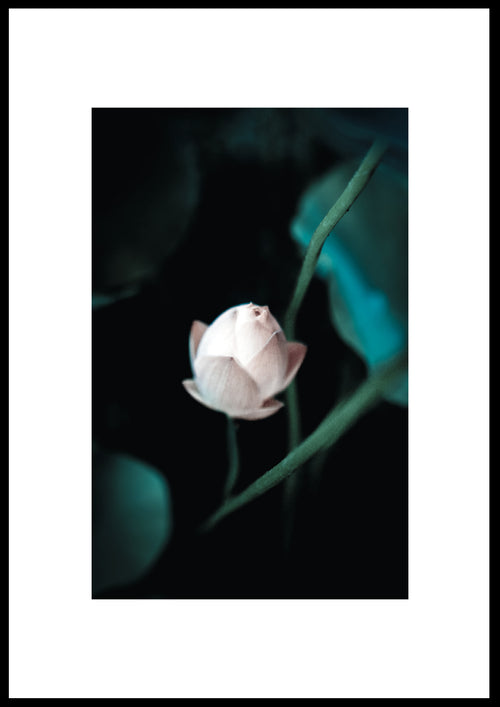 FLOWER 01