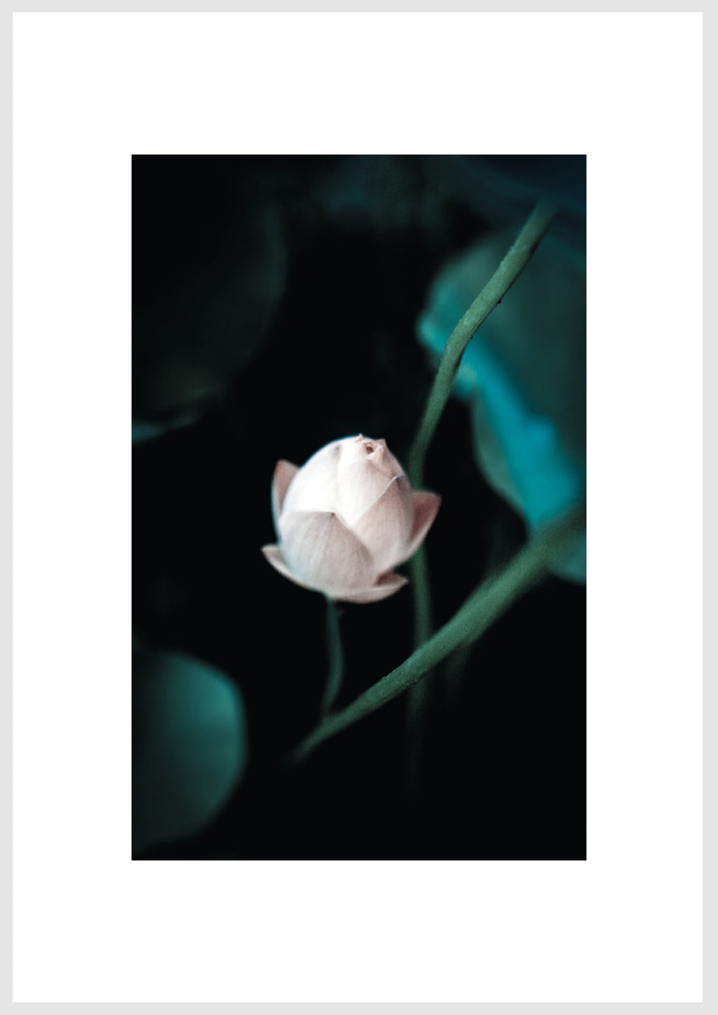 FLOWER 01