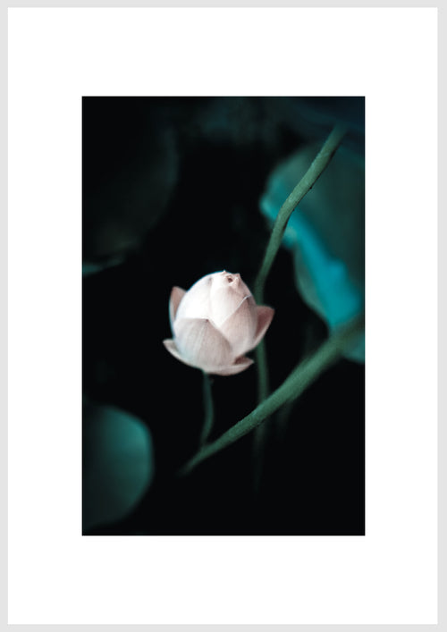 FLOWER 01